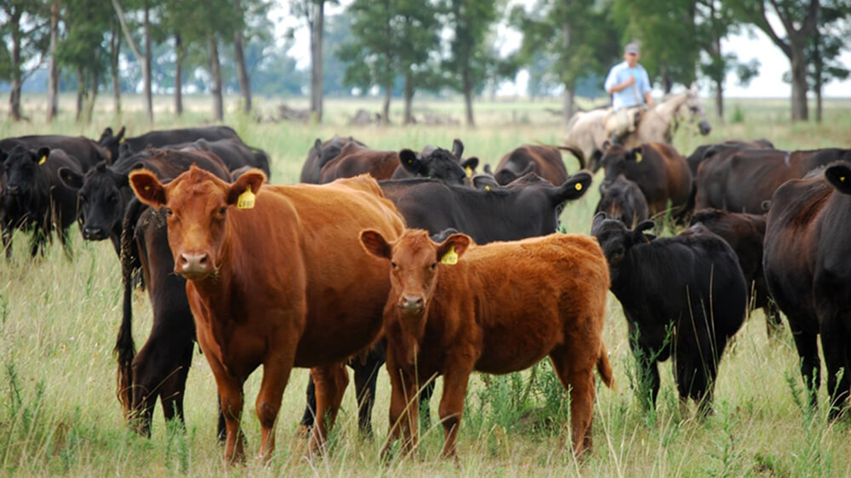 ALERTA: la leucosis bovina se extendió en rodeos de carne argentinos