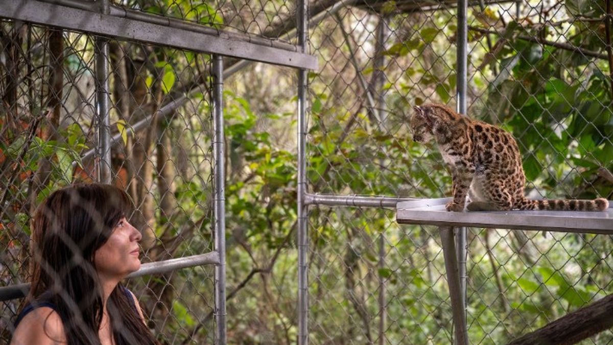 La bióloga boliviana Paola Nogales-Ascarrunz registró cerca de un centenar de fotografías y observó características poco habituales. (Foto: National Geographic)