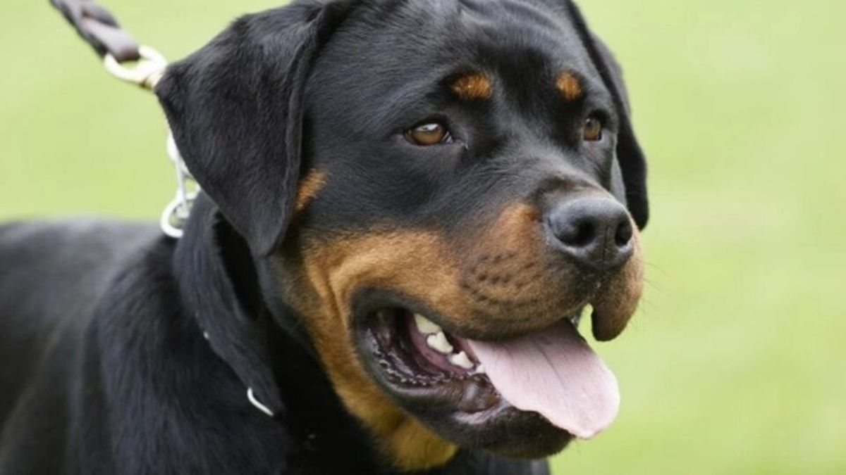 Bahía Blanca: un nene fue atacado por tres perros Rottweiler, debió ser trasladado en avión sanitario y lucha por su vida