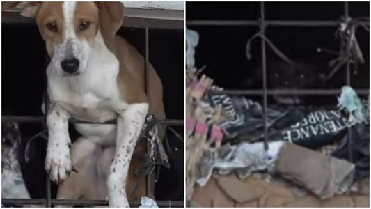 Animales hacinados y maltratados: los vecinos denuncian que cuando mueren, se los comen