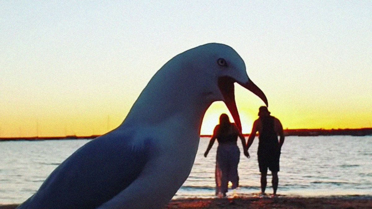 ¿Una gaviota gigante? El susto de una pareja en una playa de Australia