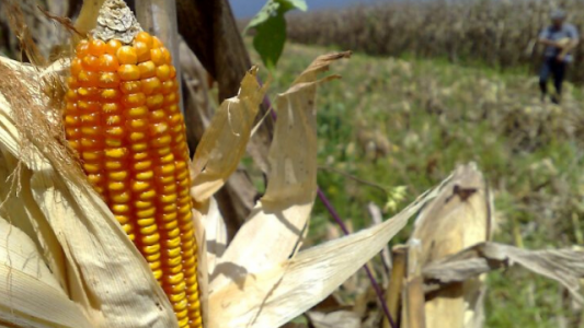 Advierten que por el contexto, el clima y la caída en los márgenes, muchos productores dejarán de sembrar maíz