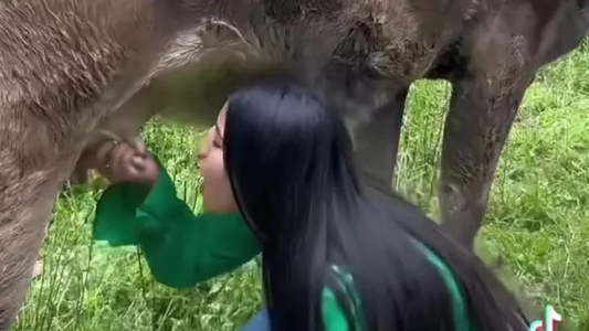 Bebió leche directamente de la ubre de la vaca y se expuso a todos los peligros