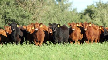 Exclusivo: cómo es el plan ganadero del Gobierno tras la reapertura de las exportaciones de carne