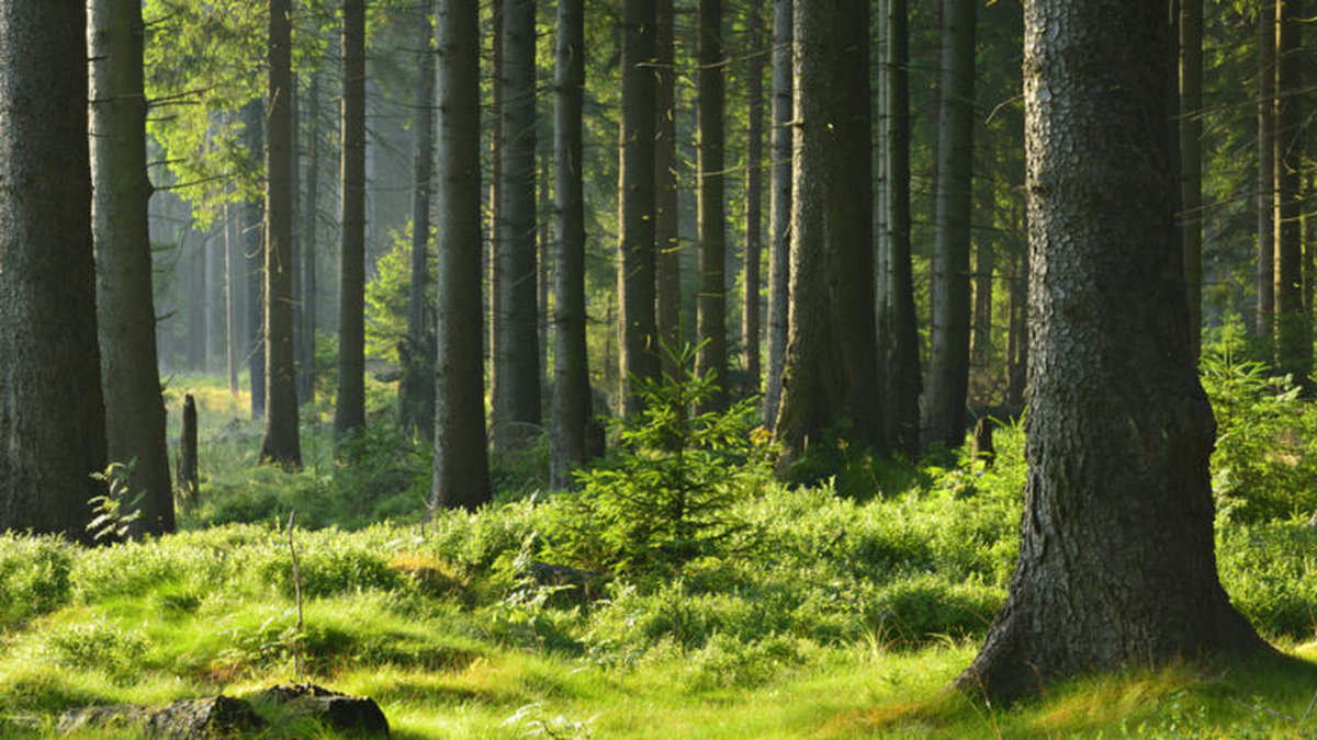 Soñar con un bosque puede ser inquietante o mágico: lo importante es cómo te sentís ahí dentro. Foto: Sueños/Significado de los sueños/Internet.