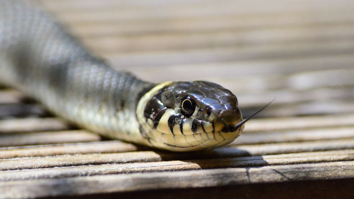 Un serpentario ilegal estaba montado en Villa Urquiza. (Foto: archivo)