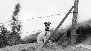 Ex modelo muere atropellada cuando intentaba salvar a un perro