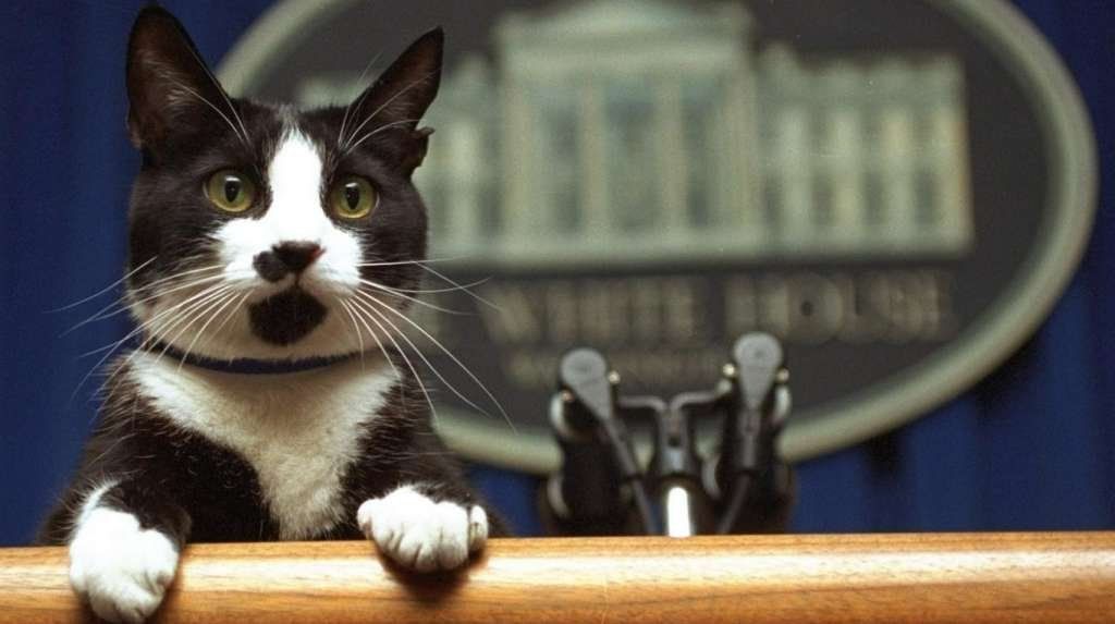 ¿Por qué se celebra hoy el Día Internacional del Gato?