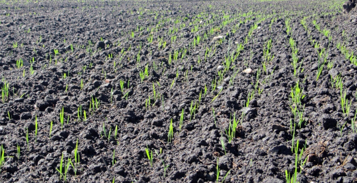 FAO: aprueban protocolo para la captura de carbono en suelos agrícolas y ganaderos