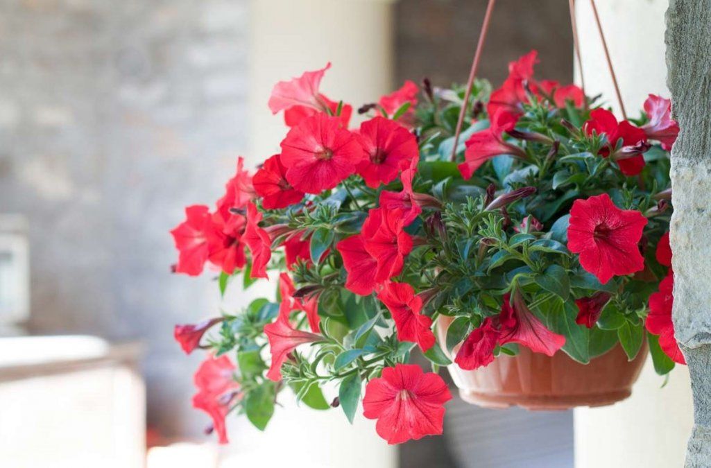 dividir papa apoyo Las plantas colgantes de exterior ideales para tu balcón