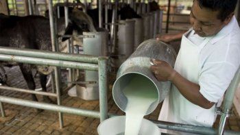 El precio internacional de los lácteos es el más altos en ocho años tras un fuerte golpe a la producción