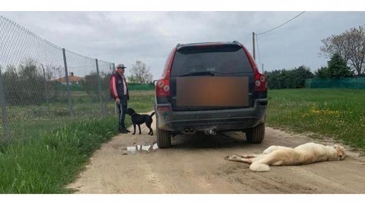 Violaron la cuarentena para arrastrar un perro con un auto hasta matarlo