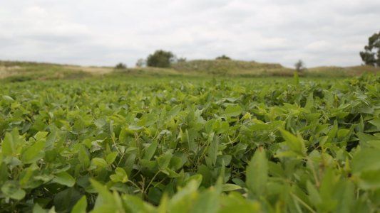 La siembra de soja sigue avanzando a gran velocidad en las principales zonas productoras