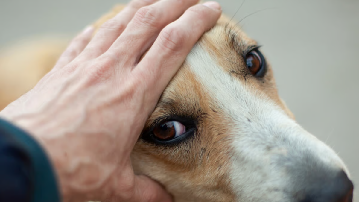 Qu&eacute; significa que una persona siempre acaricie a los perros ajenos, seg&uacute;n la psicolog&iacute;a