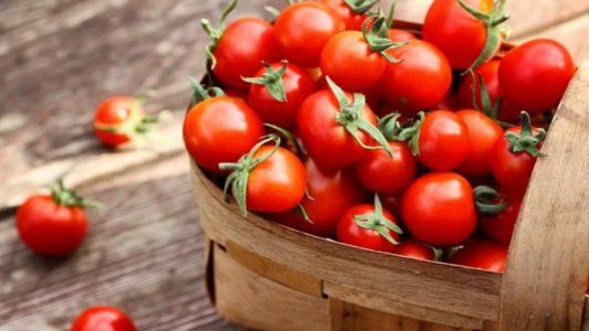 ¿Cómo plantar tomates? Temporada, cuidados y más