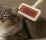 Cepillado felino: cómo cuidar el pelaje de tu gato sin estrés ni tirones