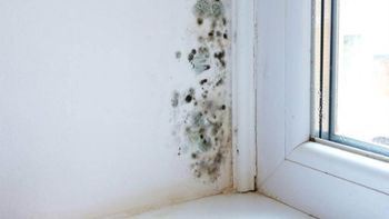 El famoso “truco alemán” para eliminar el moho de las paredes circula en redes, pero los expertos advierten que no existe una solución mágica: lo importante es controlar la humedad, ventilar y limpiar correctamente para evitar riesgos para la salud. El famoso “truco alemán” para eliminar el moho de las paredes circula en redes, pero los expertos advierten que no existe una solución mágica: lo importante es controlar la humedad, ventilar y limpiar correctamente para evitar riesgos para la salud.