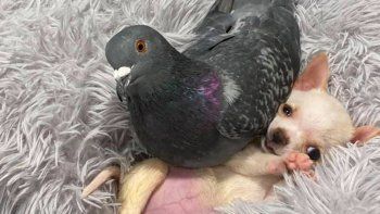 La insólita historia de amor entre una paloma y un chihuahua que conmueve a todos