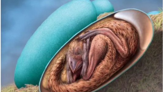 Descubren un embrión de dinosaurio perfectamente preservado que se preparaba para nacer