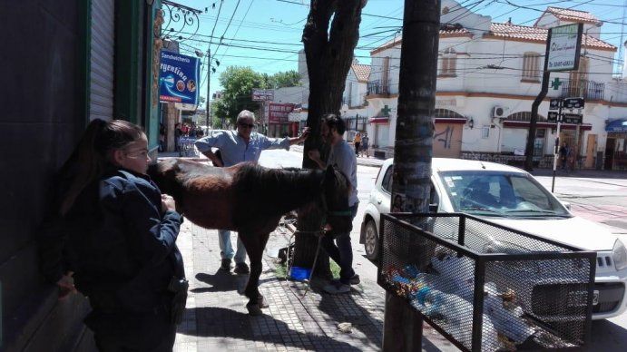 Zárate: un candidato se llevó un caballo martirizado a su casa