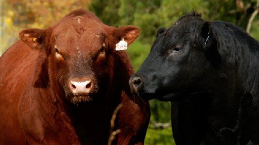 Buenos Aires impulsa el control de enfermedades de transmisión sexual en bovinos