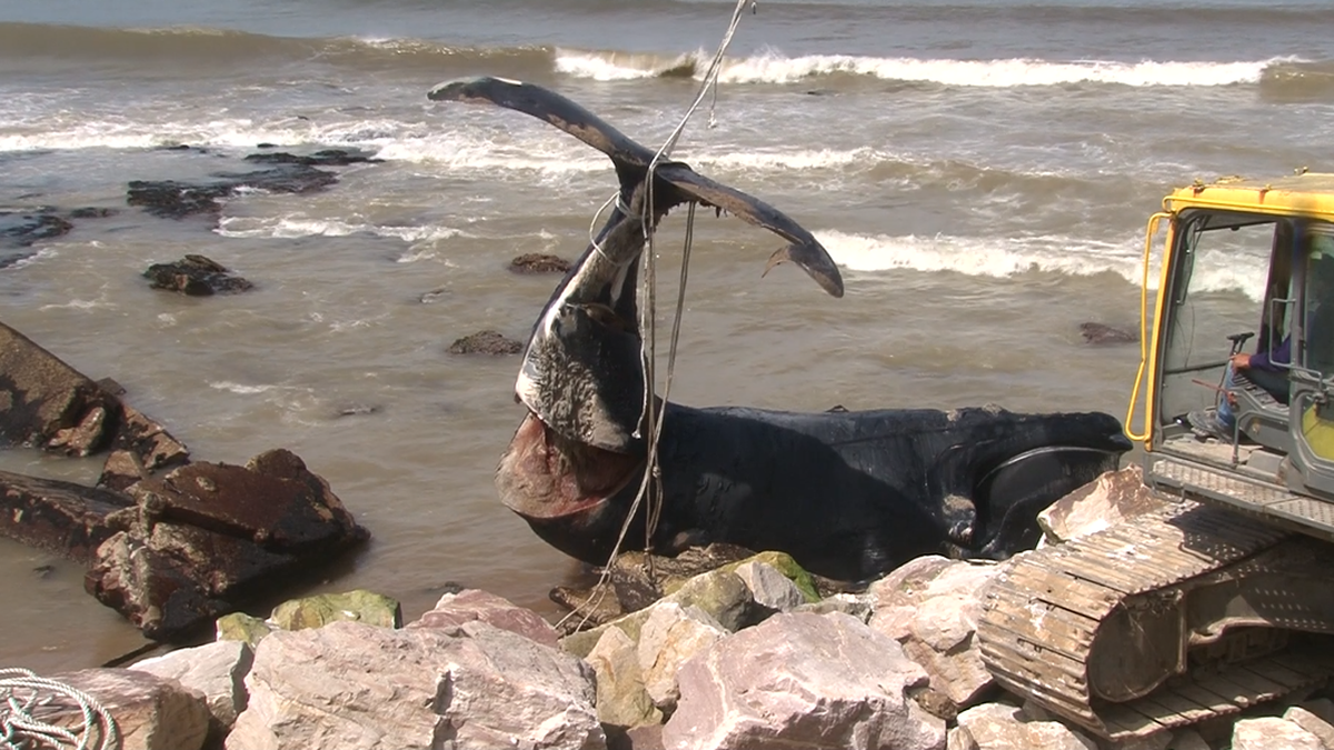 Triste hallazgo en Miramar: una ballena murió encallada en la costa