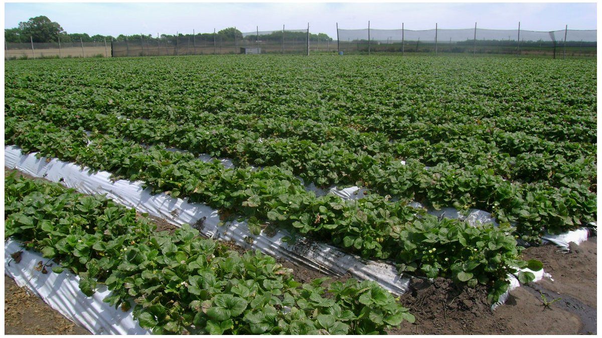 Los productores de Coronda