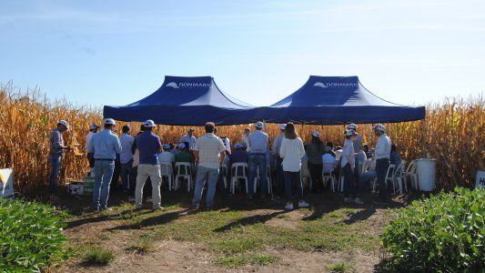 Presentan nuevos híbridos para el maíz buscando achicar la brecha de rendimiento