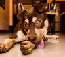 ¿Qué significa si mi perro se lame mucho las patas?