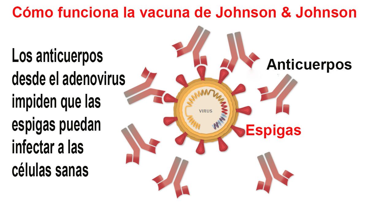 La vacuna de J&J impide que la espiga infecte a células sanas con el coronavirus (Foto: Archivo)