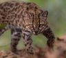 Tilcayo, el pequeño animal que es noticia mundial tras ser identificado como una nueva especie