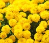 Día de la Primavera: por qué se regalan flores amarillas el 21 de septiembre