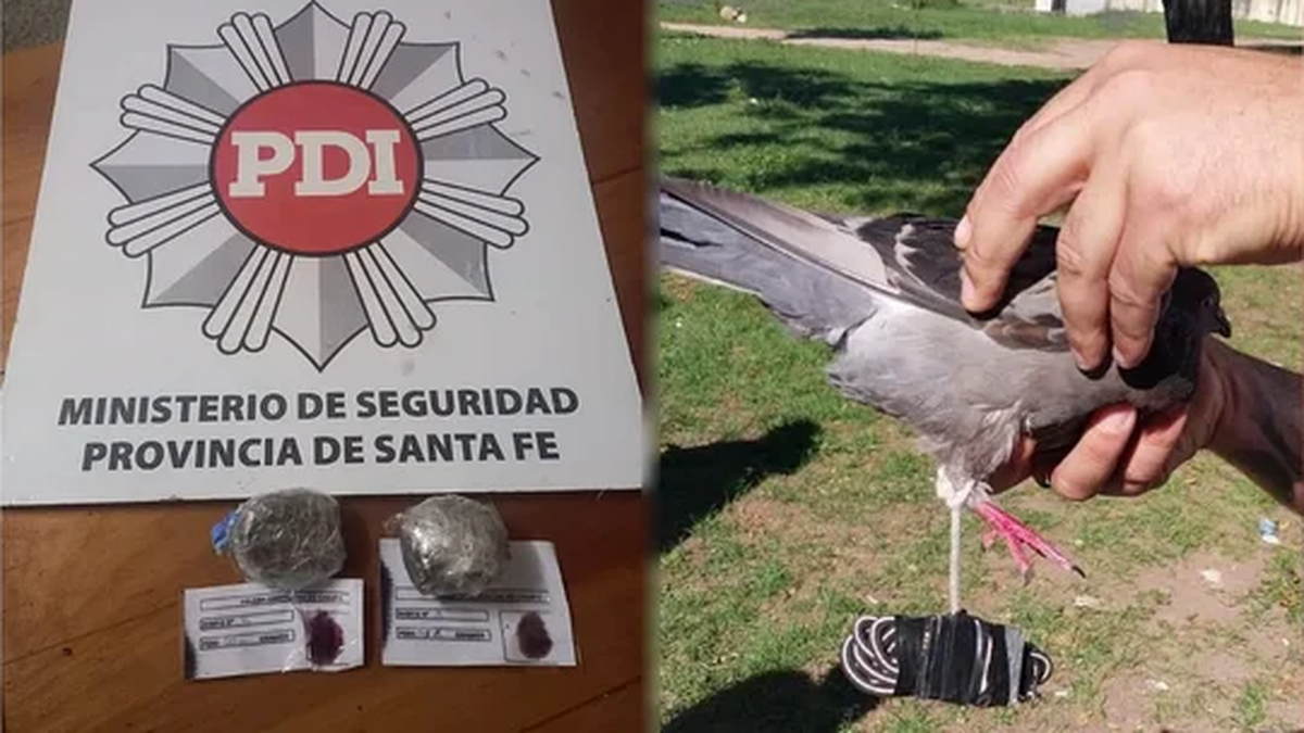 La paloma mensajera y la droga que secuestraron. (Foto: NA)