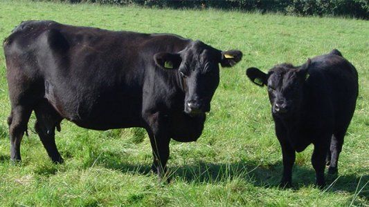 Claves para mejorar el negocio ganadero en momentos de crisis