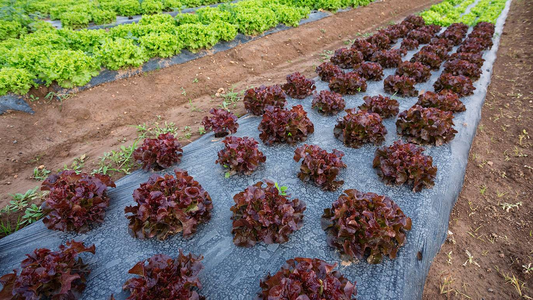 El real motivo por el que la lechuga viene con microplásticos