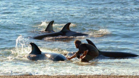 Roberto Bubas: Las orcas son los principales indicadores de la salud del océano
