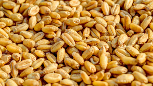 Advierten que el uso de semilla fiscalizada en trigo fue sólo del 52% en la campaña pasada