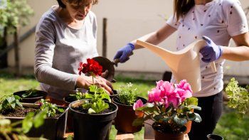 Conocé los beneficios del ORO LÍQUIDO que revolucionará tu JARDÍN: lo tenés en casa y no lo sabías