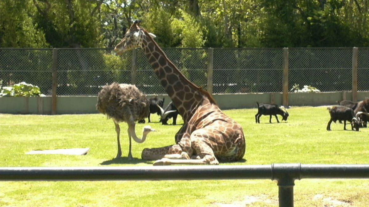 Murió Jackie, la jirafa del ex zoológico porteño y crece la polémica por el futuro Ecoparque