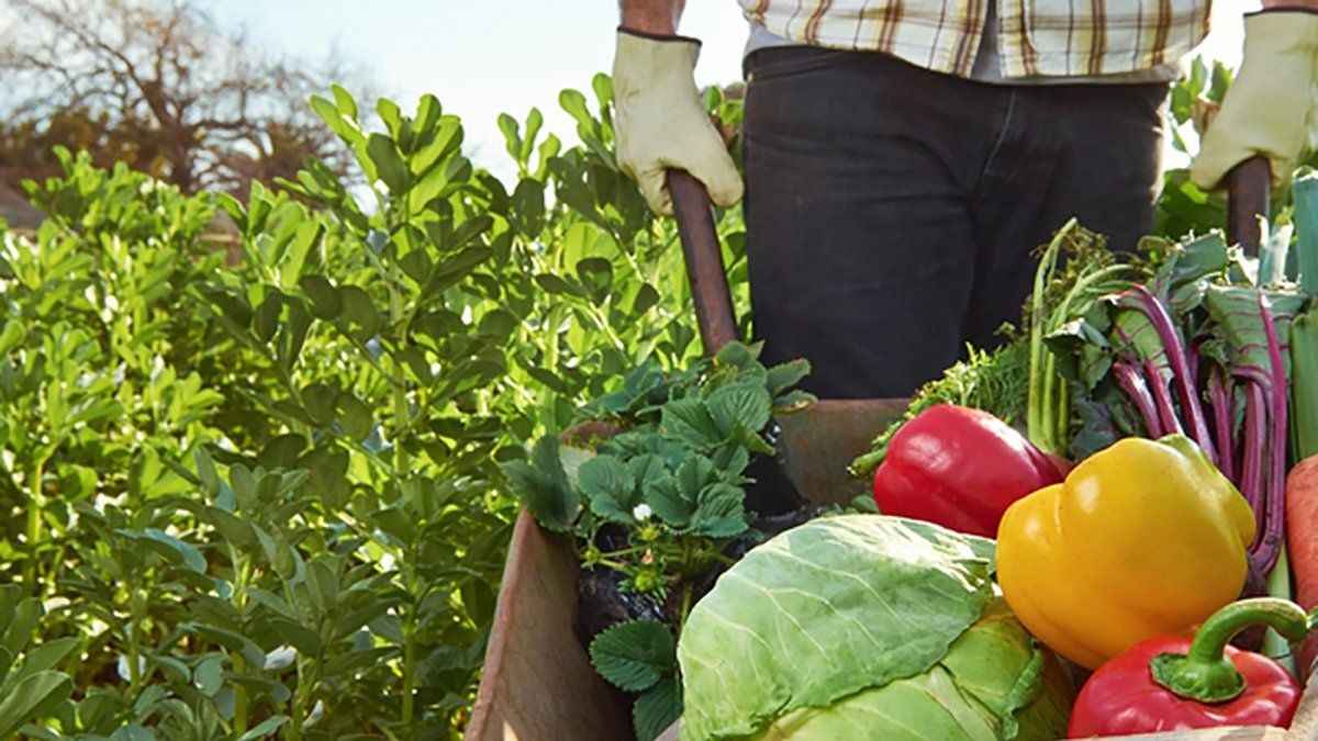 Agricultura familiar: activan protocolo para la venta y distribución de bolsones de verduras