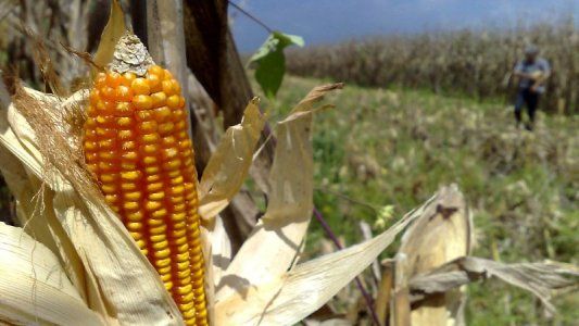 Maíz: las lluvias demoran la cosecha y la producción podría caer 11%