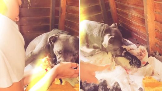 La China Suárez mostró en detalle el parto de su perrita Rosa: El amor multiplicado