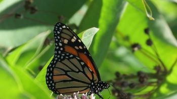 Toyota y su ecosistema para el efecto mariposa