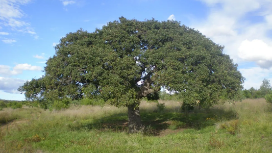 Sin raíces que rompan el piso: el árbol con muchísima sombra y resistente a la sequía