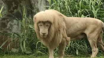 ¿La nueva moda?: un león se volvió viral con su particular corte de pelo