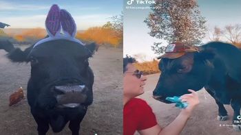 En los videos compartidos en TikTok se puede ver al animal saltando, jugando e incluso buscando a su dueño para salir al gran patio de la casa. En los videos compartidos en TikTok se puede ver al animal saltando, jugando e incluso buscando a su dueño para salir al gran patio de la casa.