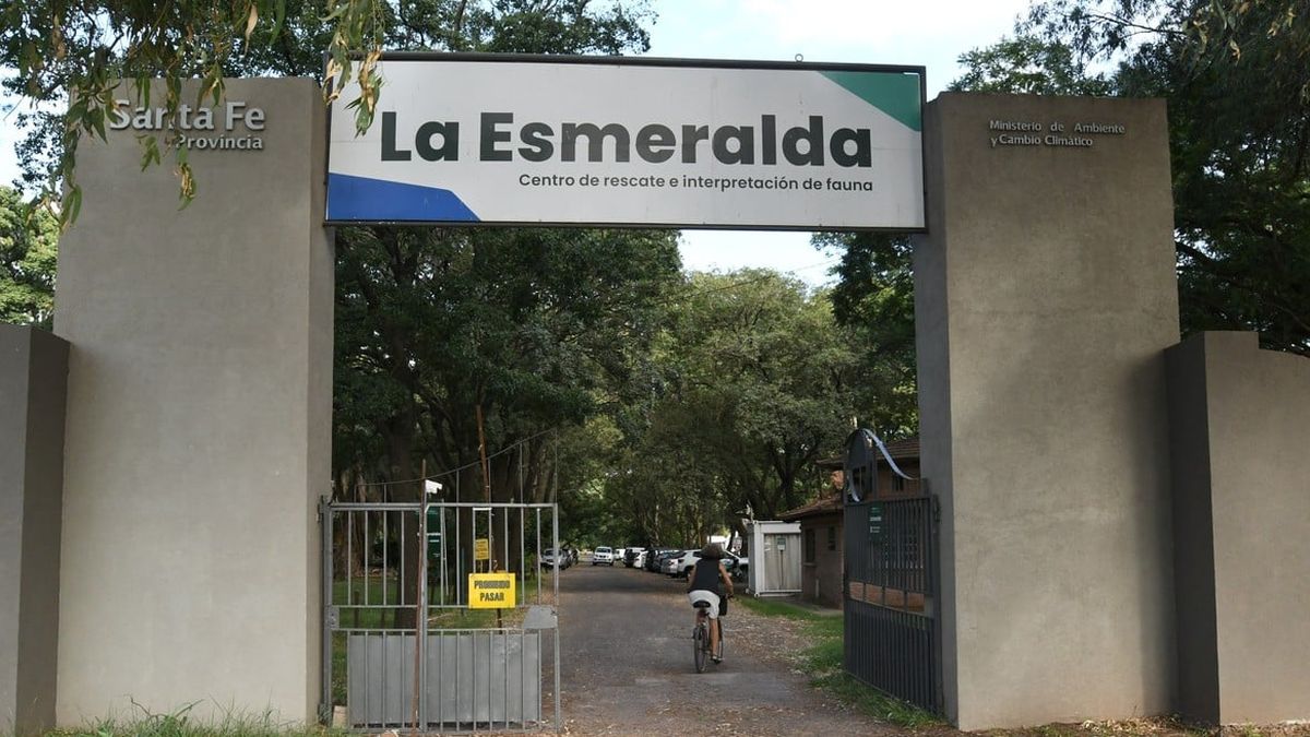 El animal será trasladado al Centro de Rescate, Interpretación e Investigación de la Fauna “La Esmeralda”. (Foto: Gobierno de Santa Fe)