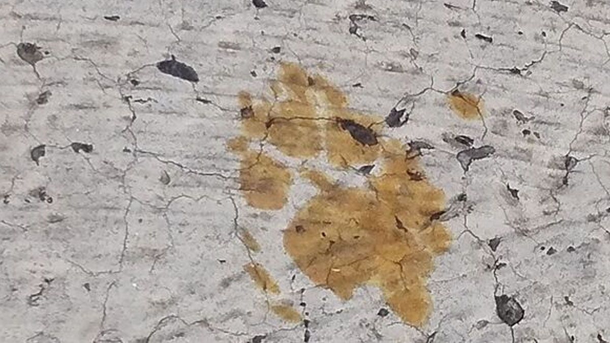 La marca dejada por un gato que causa alarma por un peligro radiactivo en Fukuyama