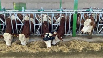 El Gobierno confirmó que continuará el esquema de retenciones cero para la carne hasta el 31 de octubre
