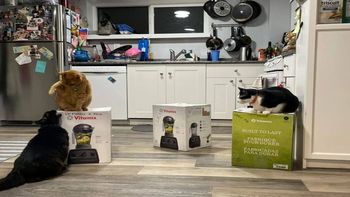 Insólito: tres gatos tomaron de rehén una licuadora y su dueña ya no puede usarla